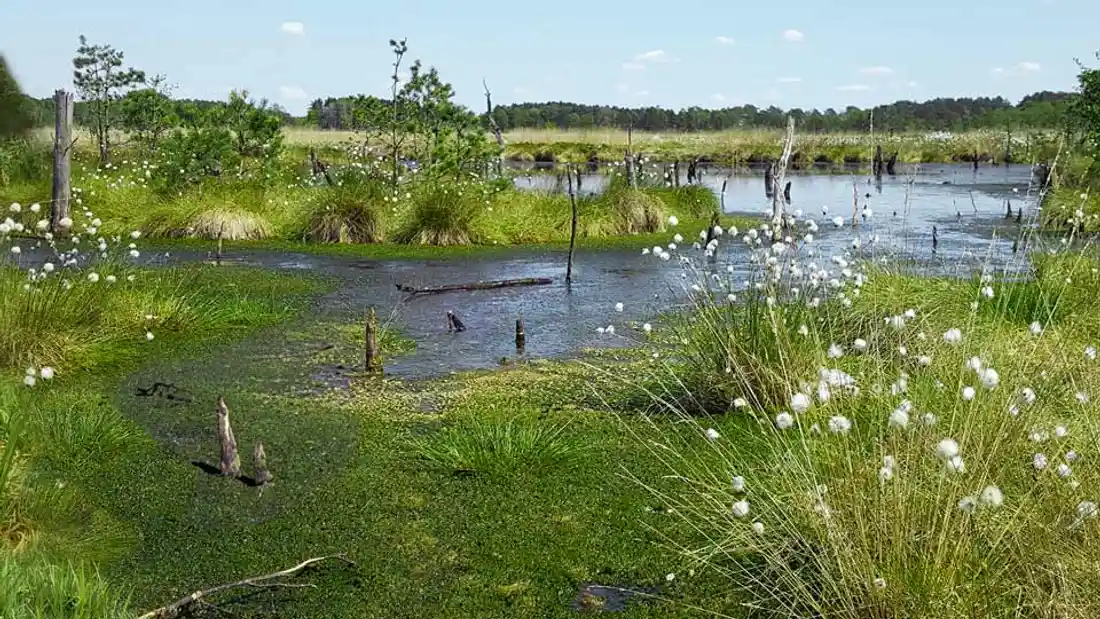 Moorlandschaft mit weißem Wollgras, Totholz und spiegelnden Wasserflächen