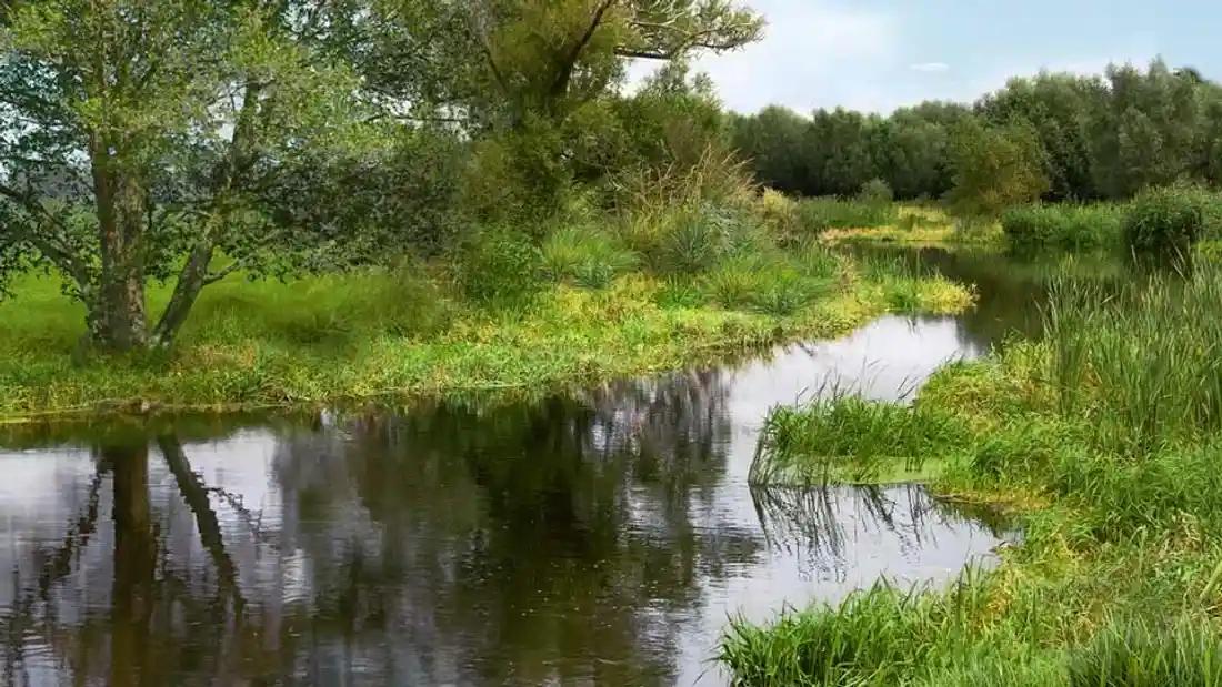 Grüne Flussaue mit einheimischen Bäumen, Sträuchern und Schilf