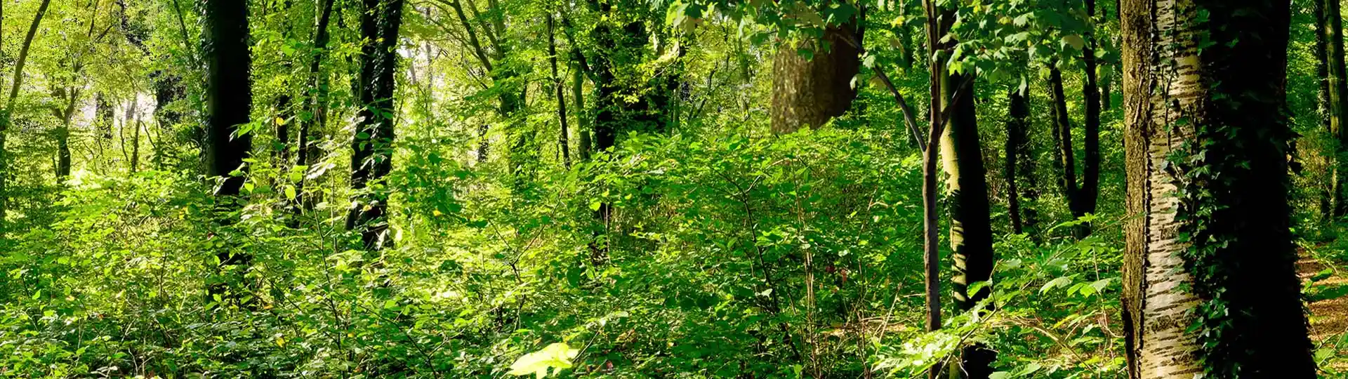Grüner Mischwald mit dichtem Unterholz im frühsommerlichen Sonnenschein